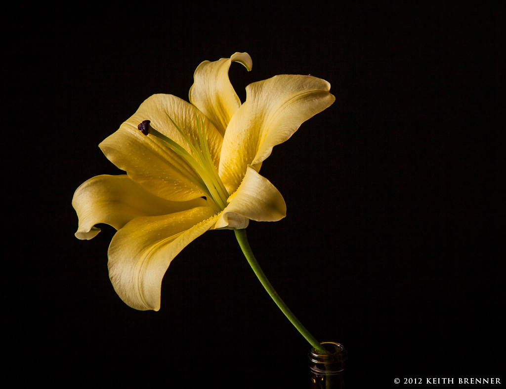 Yellow Lily
