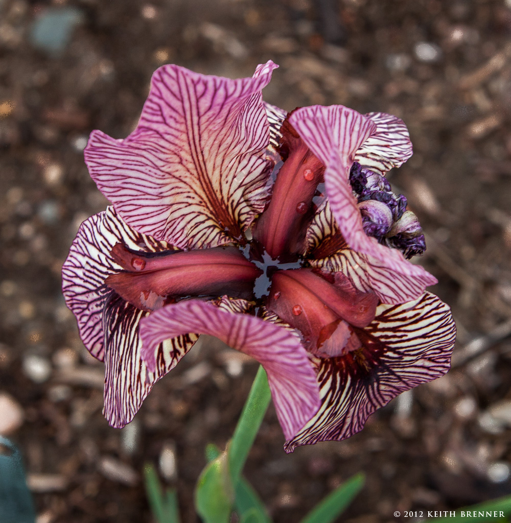 Denver Botanical Gardens