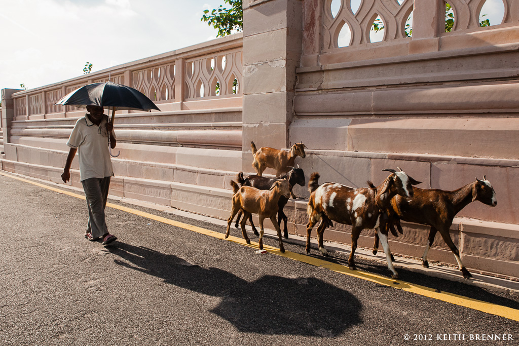 Out for a walk in Lucknow, India