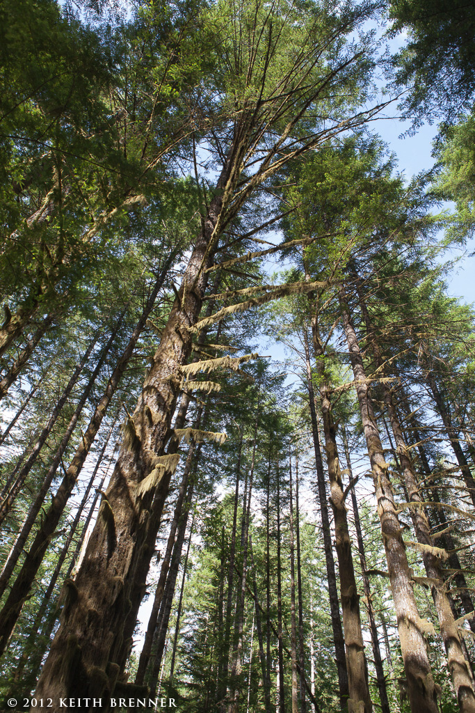 Cathedral Grove, Vancouver Island