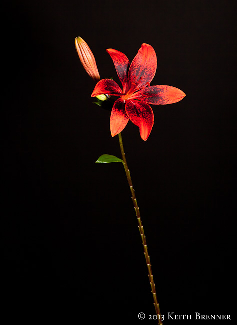 As fierce as red, as definite as black.